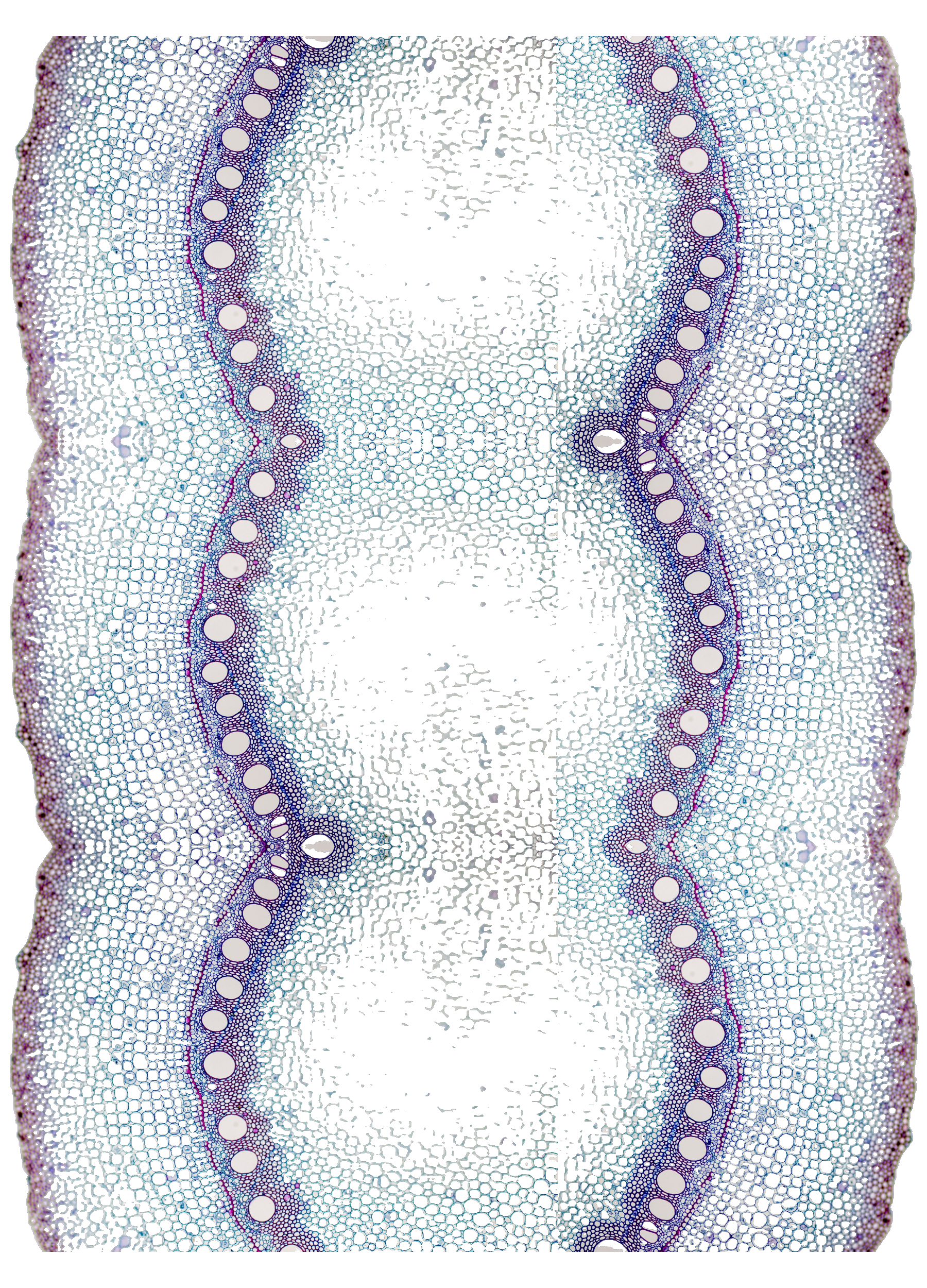 image of cellular structures seen through a microscope